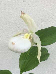  иностранного производства . распределение atsumoli saw Cypripedium macranthus alba x fasciolatum орхидея . сырой Ran тапочки -o- Kid 