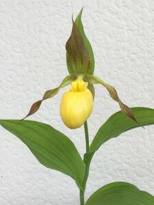  иностранного производства . распределение atsumoli saw Cypripedium pubescens орхидея . сырой Ran тапочки -o- Kid 