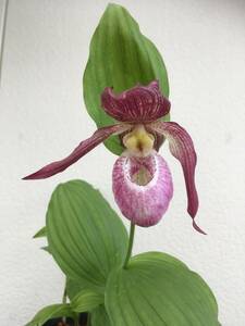 外国産交配アツモリソウ　Cypripedium macranthus x kentuckiense　蘭　野生ラン　スリッパーオーキッド　