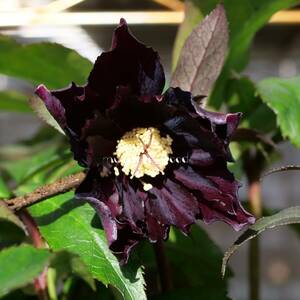  Christmas rose seeds 5 bead and more black Magic × self 