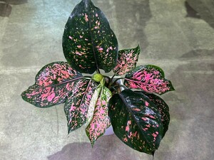 【v.plants】高級株　Aglaonema Black koomkoon.アグラオネマ ブラックカムクーン　タイ直輸入ハイクオリティファーム株