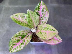 【v.plants】高級株　Aglaonema Pink Emerald Variegated アグラオネ マピンクエメラルド斑入りタイ直輸入ハイクオリティファーム株