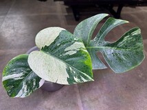 【v.plants】希少ハイクオリティmonstera モンステラ ミント【デリシオーサボルシギアナMIX ハイブリッド】契約ナーセリー株_画像1