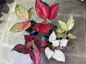 【v.plants】高級株アグラオネマ５点セット株 ハイクオリティータイ直輸入