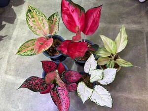 【V.PLANTS】高級アグラオネマ５点セット！タイ直輸入