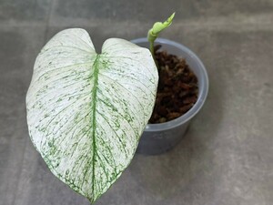 [v.plants] heaven Tsu orchid monstera telisio-sa white Monstar Thai direct import high quality stock 