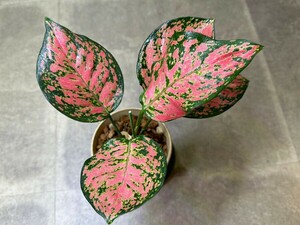 【v.plants】Aglaonema red gem アグラオネマ　レッド　ゲム　タイ直輸入ハイクオリティファーム