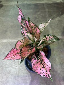 【v.plants】高級株　Aglaonema Pink koomkon アグラオネマ ピンクカムクーンタイ直輸入ハイクオリティファーム株