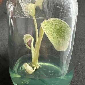 【v.plants】高級培養株モンステラデリシオーサ ホワイトモンスターミント斑天津蘭 Monstera deliciosa White Monster 植物研究所直送の画像3