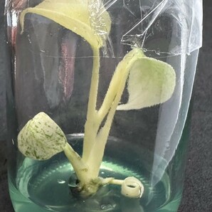 【v.plants】高級培養株モンステラデリシオーサ ホワイトモンスターミント斑天津蘭 Monstera deliciosa White Monster 植物研究所直送の画像2