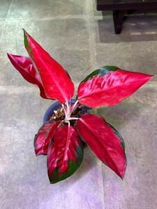 【v.plants】高級株　Aglaonema Ruby Emerald アグラオネマ ルビーエメラルドタイ直輸入ハイクオリティファーム株