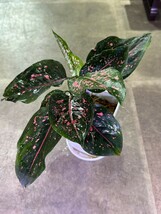 【v.plants】高級株　Aglaonema Black koomkoon.アグラオネマ ブラックカムクーン　タイ直輸入ハイクオリティファーム株_画像4