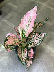 【v.plants】Aglaonema Pink koomkon アグラオネマ ピンクカムクーン（タイ直輸入）