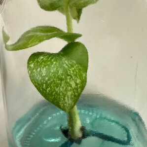 【v.plants】ハイクオリティ大株tissue culture monstera deliciosa mintモンステラ デリシオーサ ミントタイ植物研究所直送の画像1