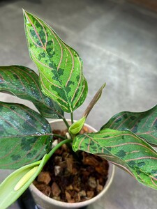 【v.plants】Aglaonema Red Army アグラオネマレッドアーミー　タイ直輸入ハイクオリティ株