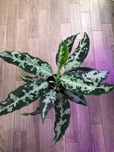 【LA便正規タグ付き】アグラオネマ Aglaonema pictum AP Aceh sumatera [LA1016-03j]