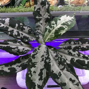 【LA便正規タグ付き】アグラオネマ Aglaonema pictum AP Aceh sumatera [LA1016-03j]の画像2