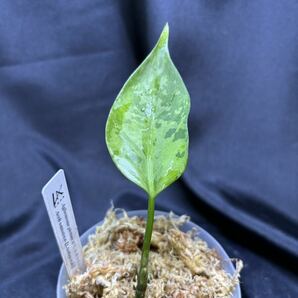 【LA便正規タグ付き】アグラオネマ Aglaonema pictum A しるば〜らいん Aceh sumatera ［LA0819-02b]の画像4