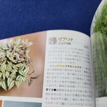 C13-016 百科 観葉植物 著者 江尻光一 ひかりのくに 蔵書印、塗りつぶし、線引きあり_画像5