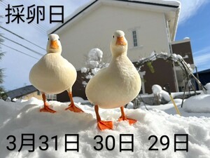 雪国生まれ純白コールダックの　卵３個　　　　親はラブラブ異血ペア♪採卵3月31日と3月30日と3月29日