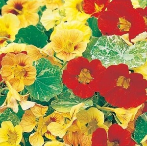 ☆金蓮花☆アラスカMIX☆5粒☆60円即決☆