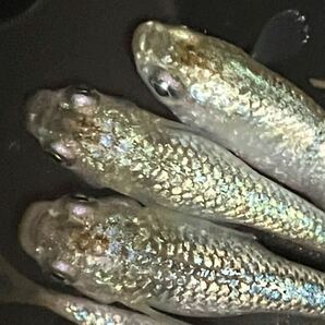 【無無乱めだか】現物出品。極美！金平糖ゴールド、成魚2ペア。1円スタート、送料185円。メダカ。の画像3