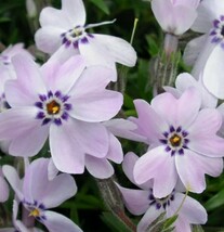 芝桜 挿し穂 40本（青 芝桜 挿し穂用カット苗 ）_画像2