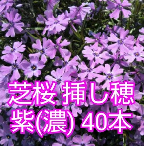 芝桜 挿し穂 40本（紫(濃)）