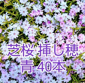 芝桜 挿し穂 40本（青 ）