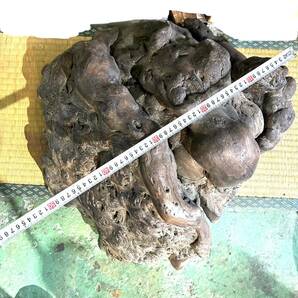 天然木 木のこぶ 木瘤 木根 瘤塊 オブジェ インテリア 全長 約50cm (B3788)の画像5