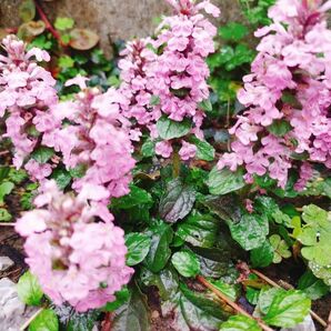 アジュガ　ピンク　宿根草　多年草　花　花苗　グランドカバー