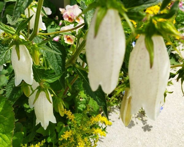 ホタルブクロ　ガーデニング　花壇　シェードガーデン　多年草　宿根草　花　苗　花苗　白い花