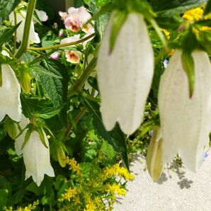 ホタルブクロ　ガーデニング　花壇　シェードガーデン　多年草　宿根草　花　苗　花苗　白い花