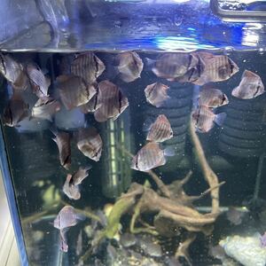 NO-7 wild discus . fish 4 tail last approximately 1 a little over centimeter that size from Challenge do please see.