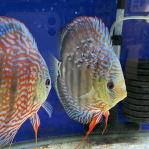 NO−9 ワイルドディスカス稚魚5尾 ラスト約1センチ強このサイズからチャレンジしてみて下さい。の画像5