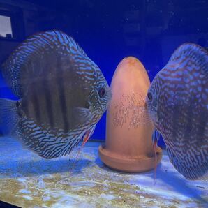 NO−9 ワイルドディスカス稚魚5尾 ラスト約1センチ強このサイズからチャレンジしてみて下さい。の画像9