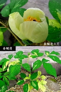 ♪山野草:：斑入りヤマシャクヤク、山芍薬 『銘品・春爛漫　実生4年生』♪