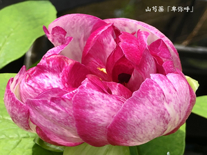 ! fields and mountains grass ::yama paeonia lactiflora, mountain . medicine [. goods * Himiko real raw 4 year raw ]!