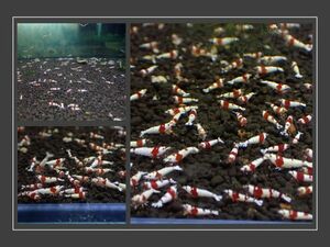 [Red Bee*50 pcs ] red Be 50 pcs * pictured aquarium. middle from 1. and more. individual . selection another *[ post-natal 2~3 months / including in a package un- possible ]* two or more successful bids . organism service 