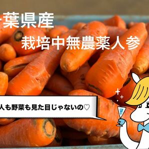 千葉県産！採れたて人参《10キロ》