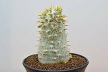 【稲穂園芸店】 No.75 Pachypodium eburneum パキポディウム エブレネウム_画像2