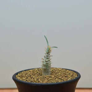 【稲穂園芸店】【お試しキャンペーン】No.50 Pachypodium Gracilius パキポディウム グラキリスの画像4