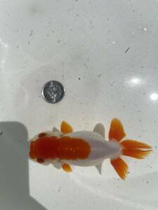  Uno group golgfish male 3 -years old 