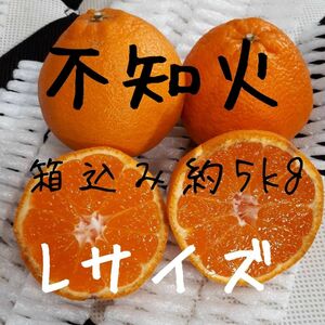 Lサイズ 不知火 箱込み約5kg 家庭用 訳あり