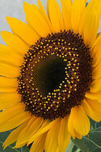 大輪ひまわりの種　向日葵の種　ヒマワリの種　黄色い花　20粒　2023年採取