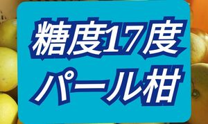 パール柑Ｍサイズ10キロ