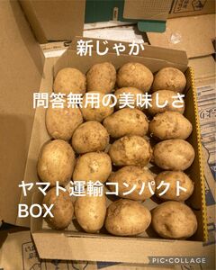 即買い歓迎！新じゃがヤマト運輸コンパクトBOXに沢山