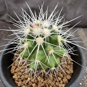 ★サボテン・多肉植物★816★ エキノカクタス 白刺金鯱 実生　Echinocactus,grusonii,albispinus★seedling