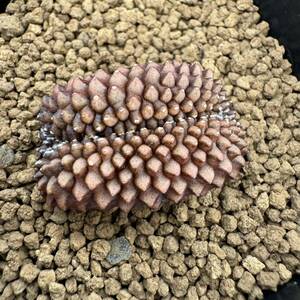 ★サボテン・多肉植物★866★ギムノカリキュウム Gymnocalycium　mihanovichii　v. friedrichii　LB2178　monst.★