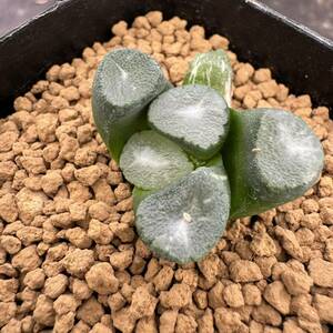 ★サボテン・多肉植物★804★ハオルシア 万象錦　　Haworthia maughanii varieg.★ハオルチア 